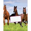 Cahier Kangaro 165x210mm 36 pages 80g Photo