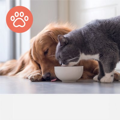 Filtre à charbon Animaux pour Leitz TruSens Z-2000