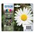 Inktcartridge Epson 18 T1806 zwart + 3 kleuren
