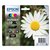 Cartouche d’encre Epson 18XL T1816 noir + 3 couleurs