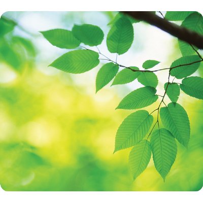 Tapis souris Fellowes série Earth feuilles 228x203mm