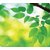 Tapis souris Fellowes série Earth feuilles 228x203mm