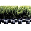 Etiket Avery L4774-20 99.1x139mm polyester wit 80 stuks foto