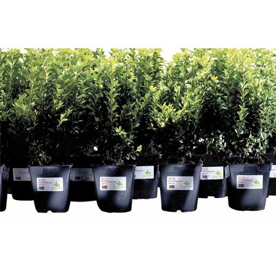 Etiket Avery L4774-20 99.1x139mm polyester wit 80 stuks
