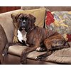 Destructeur de mauvaises odeurs HG 500ml Photo
